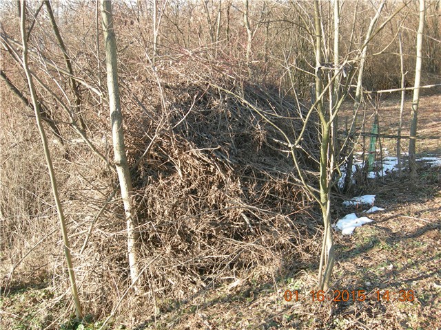 arčilend